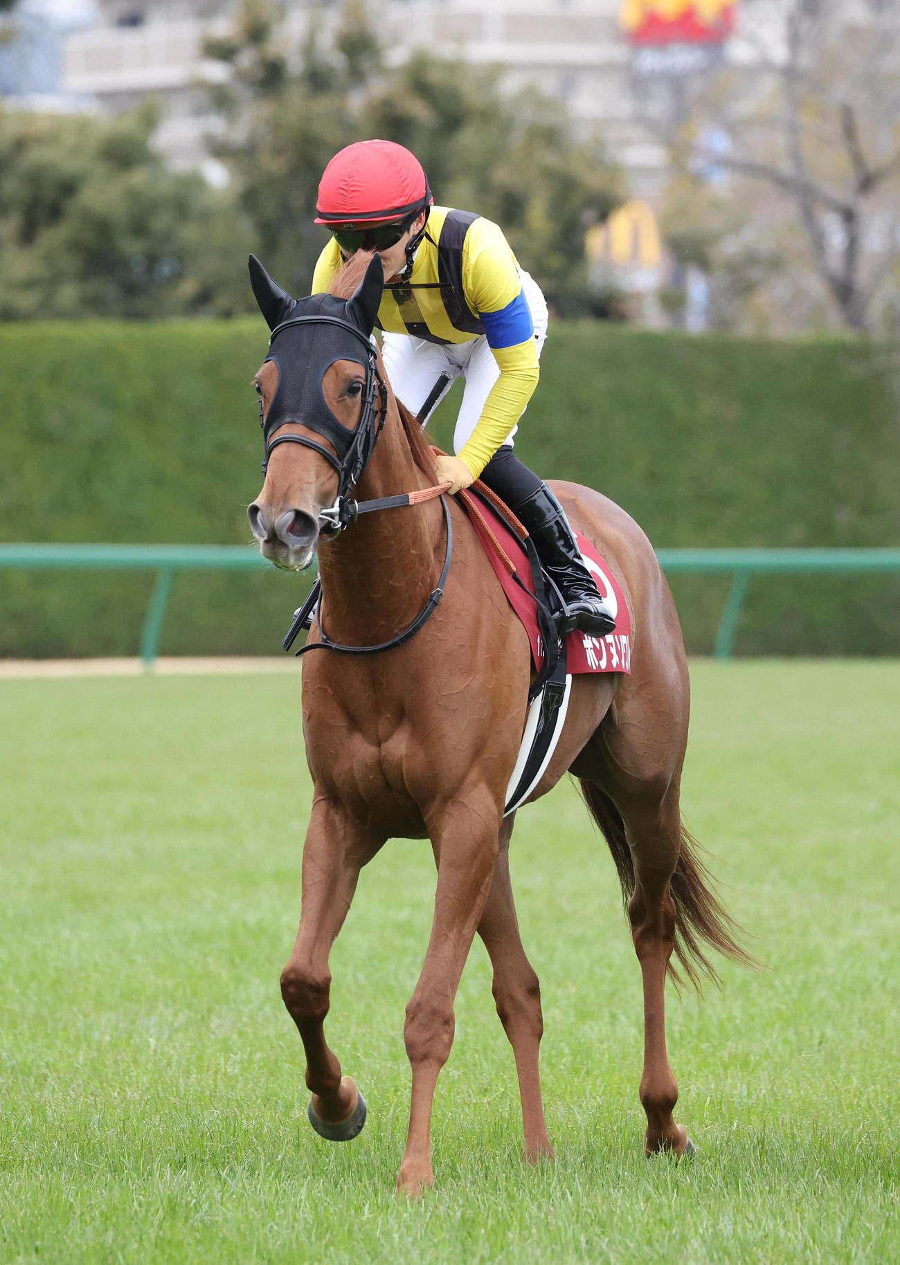 阪神11RフィリーズR、3着に入り桜花賞の優先出走権を獲得したボンヌソワレ（撮影・白石智彦）