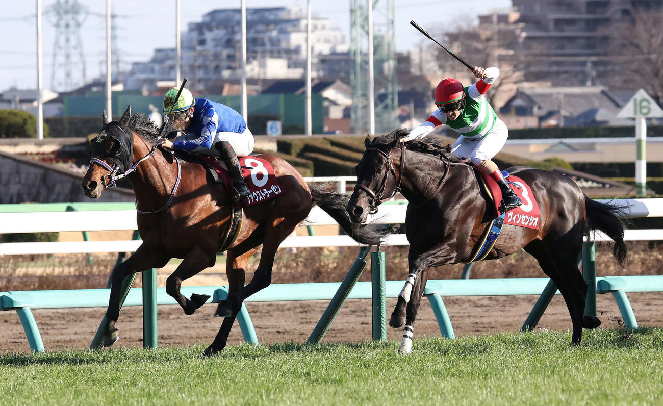 弥生賞で2着に入ったヴィンセンシオ（右）、左は優勝したファウストラーゼン（撮影・丹羽敏通）