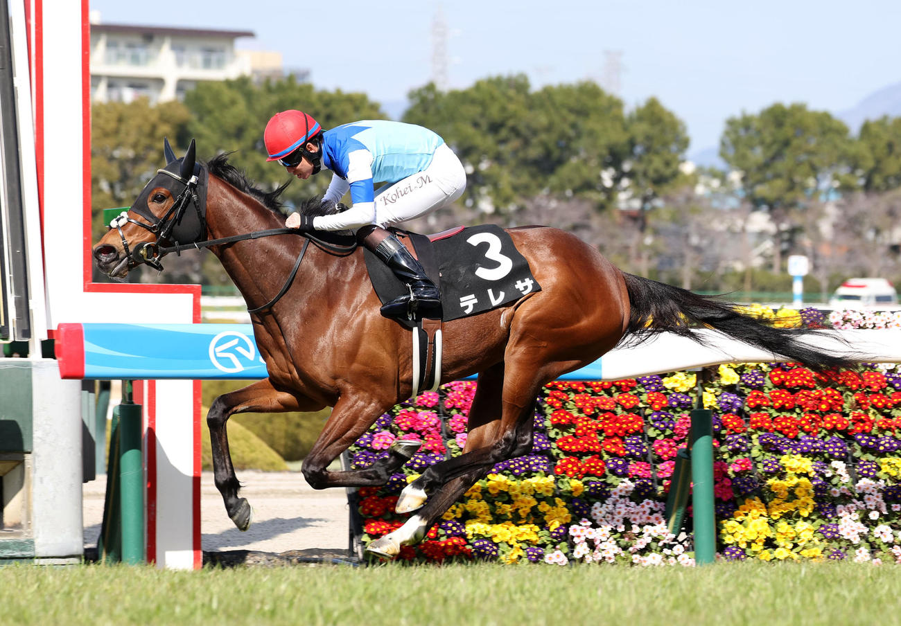 阪神9R、逃げ切ってアルメリア賞を制したテレサ（撮影・白石智彦）