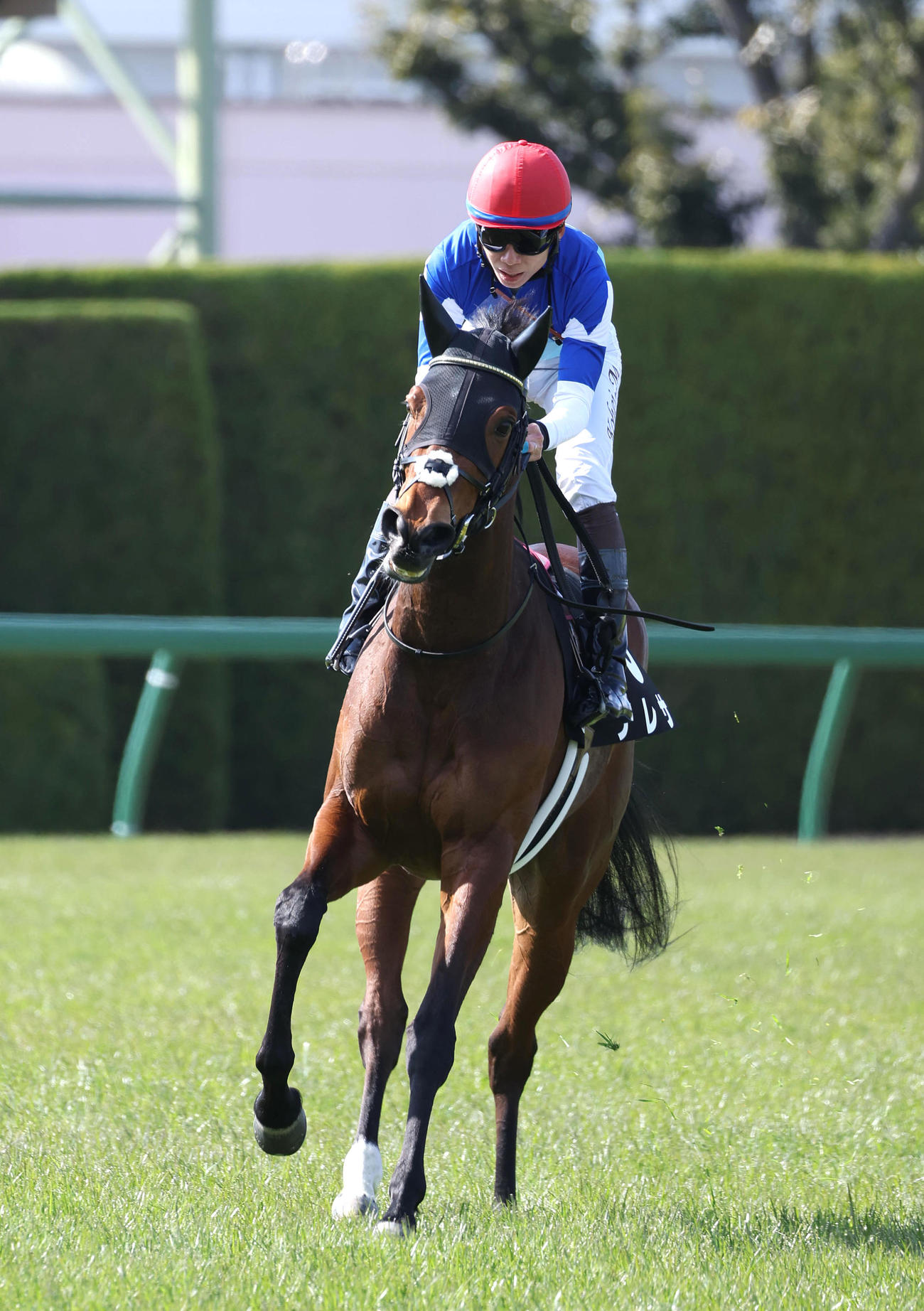 阪神9R、アルメリア賞を制したテレサ（撮影・白石智彦）