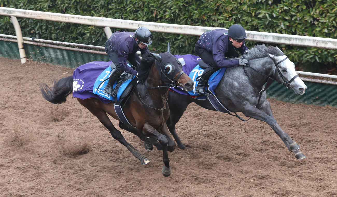 坂路で併せ馬を行うヤマニンウルス（左）