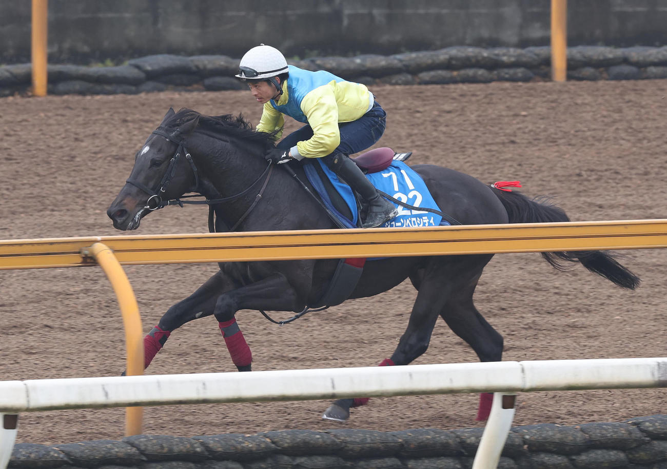 森一騎手を背にCウッドを単走で追い切るジューンベロシティ（撮影・白石智彦）