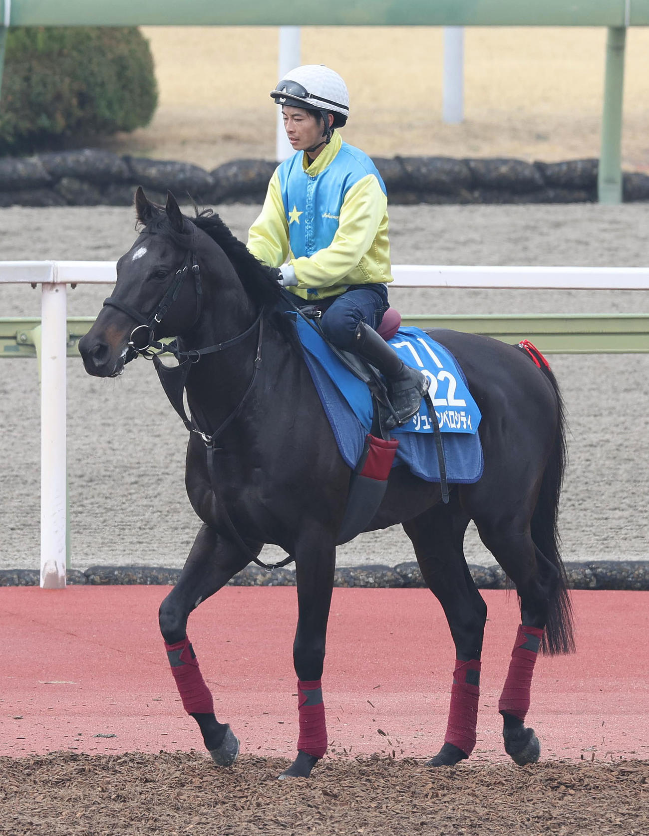 森一騎手を背に馬場入りするジューンベロシティ（撮影・白石智彦）