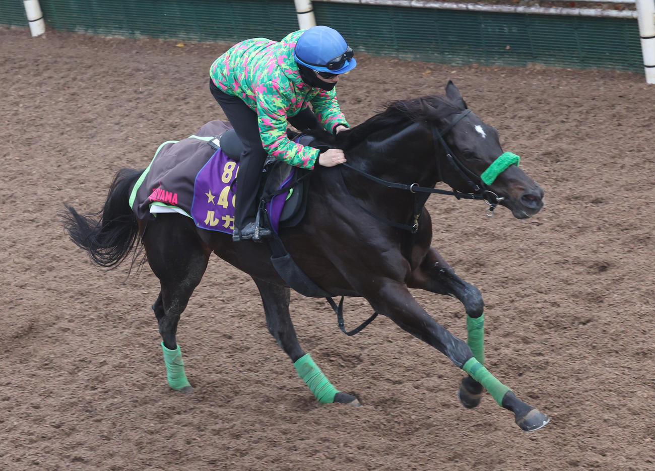 西村淳也騎手を背に坂路で追い切るルガル