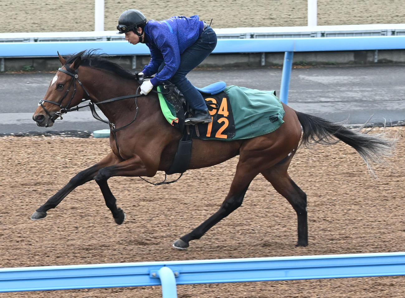 美浦ウッドを単走で追い切るダノンセンチュリー（撮影・千葉一成）