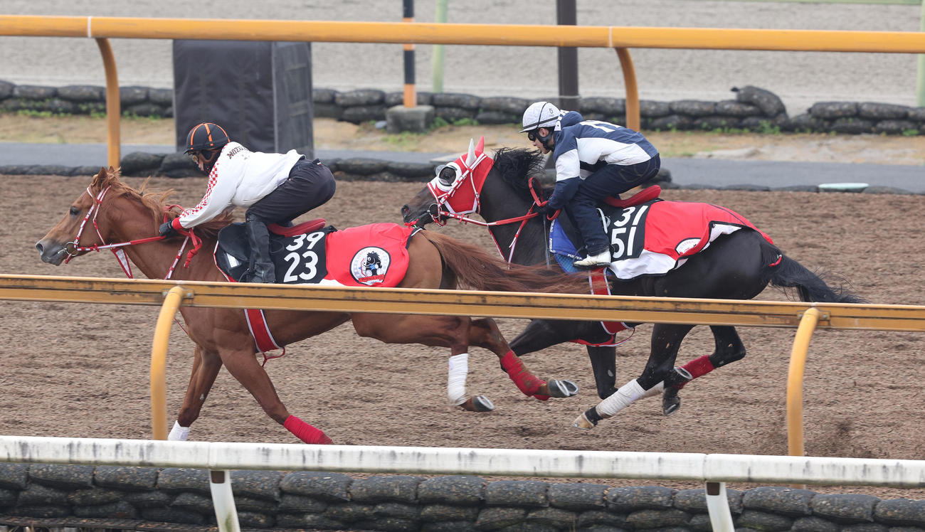 藤岡佑騎手を背にCウッドをオリーブグリーン（左）と併せ馬で追い切るキングスコール（撮影・白石智彦）