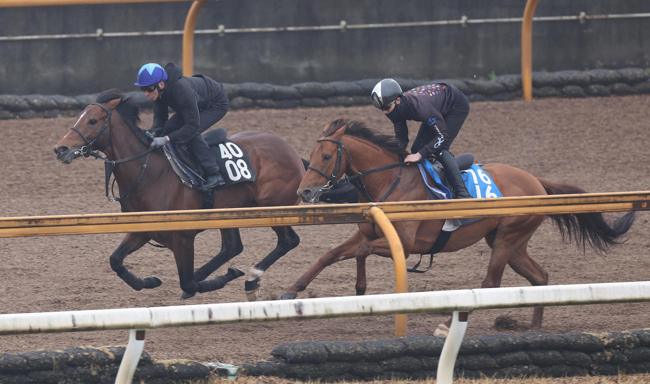 横山典騎手を背にCウッドをヒルノショパン（右）と併せ馬で追い切るマテンロウバローズ（撮影・白石智彦）