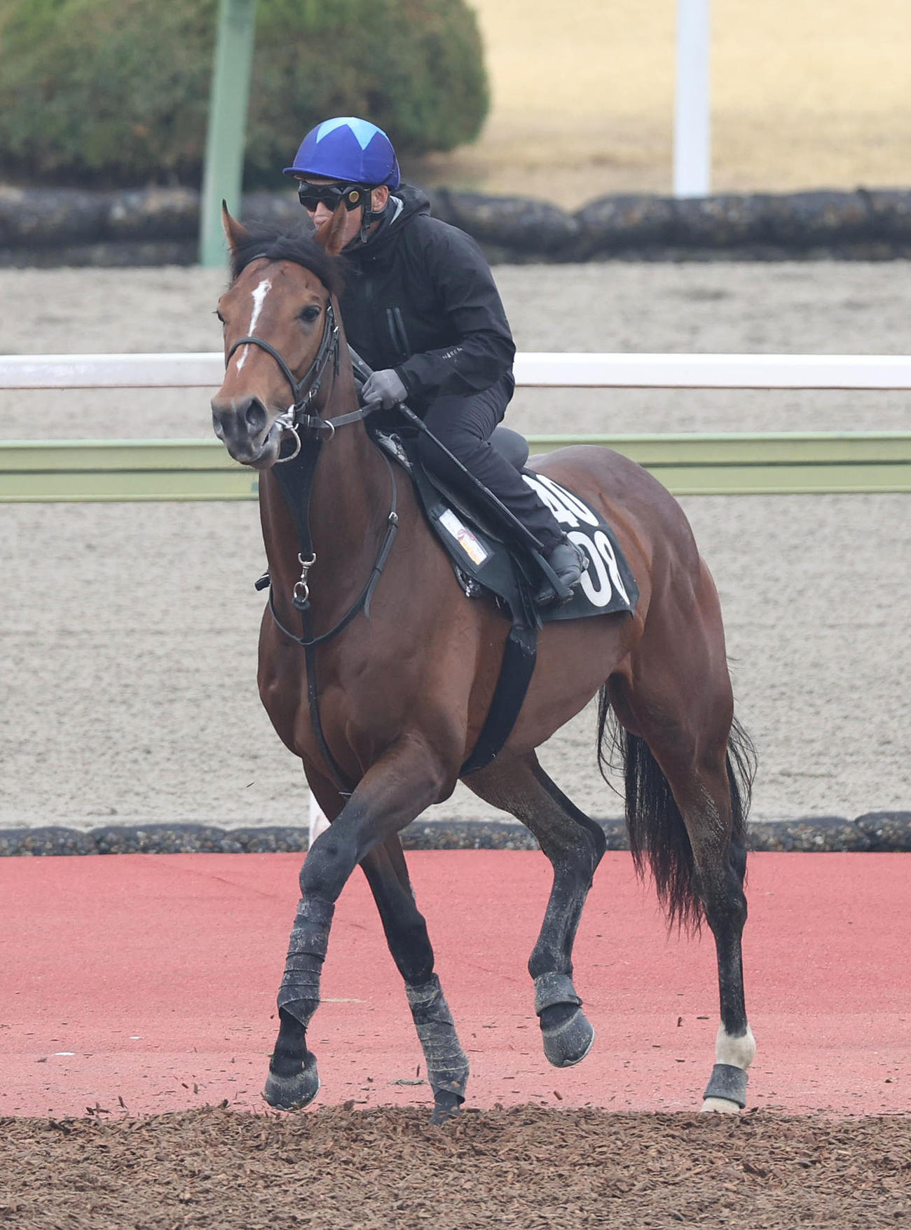横山典騎手を背に馬場入りするマテンロウバローズ（撮影・白石智彦）