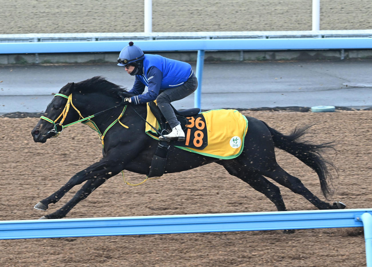 美浦ウッドを3頭併せで追い切るフクノブルーレイク（撮影・千葉一成）