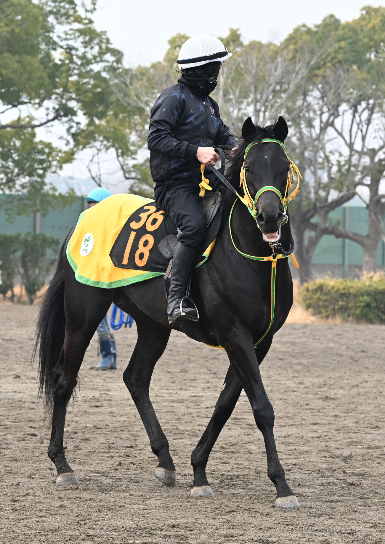 追い切りを終え、馬場を出るフクノブルーレイク（撮影・千葉一成）
