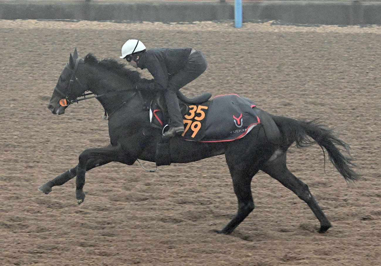 美浦ウッドを単走で追い切るピコチャンブラック（撮影・千葉一成）