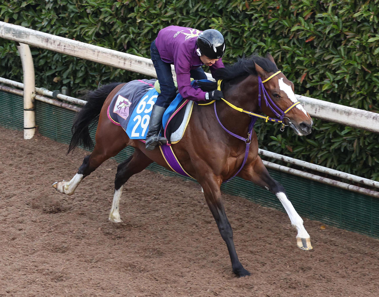 坂路を単走で追い切るアスクドゥポルテ（撮影・白石智彦）