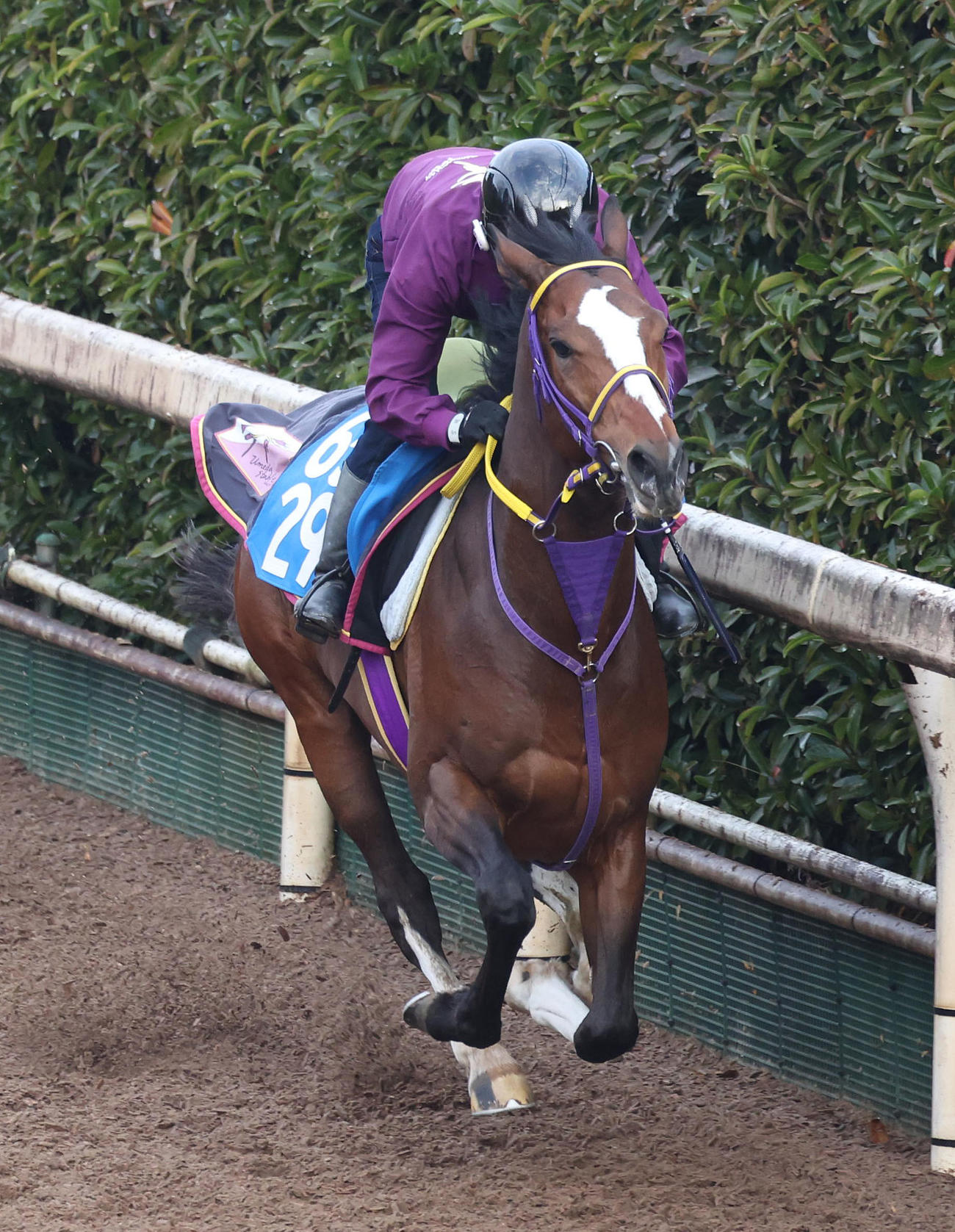 坂路を単走で追い切るアスクドゥポルテ（撮影・白石智彦）