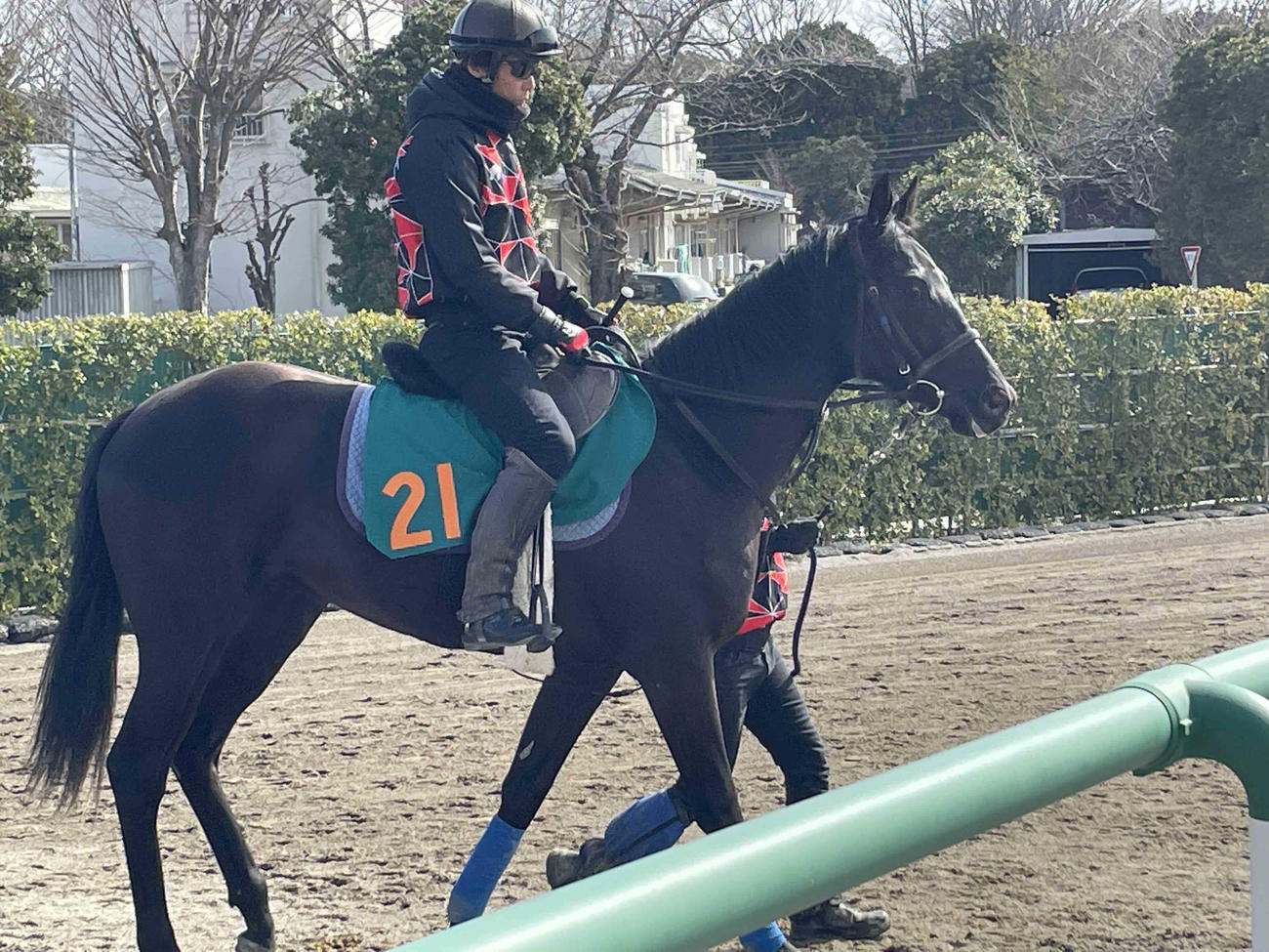 美浦トレセン入厩後初めて馬場入りしたチャリングクロス