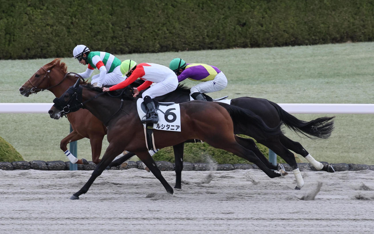 阪神3R、3歳未勝利戦を制したルシタニア（手前）と菱田騎手（撮影・宮崎幸一）