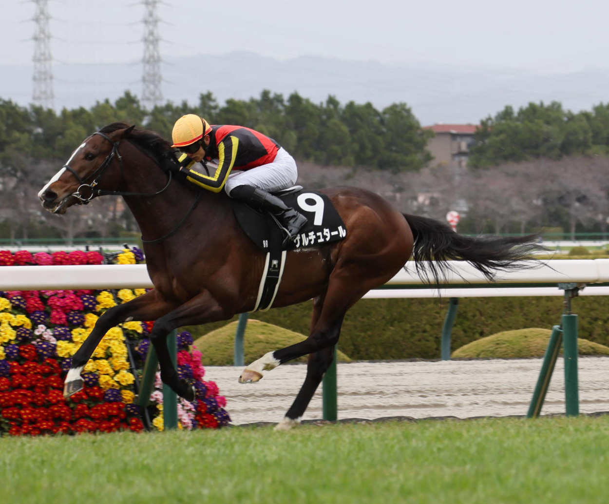 ゆきやなぎ賞を制したゲルチュタール（撮影・宮崎幸一）