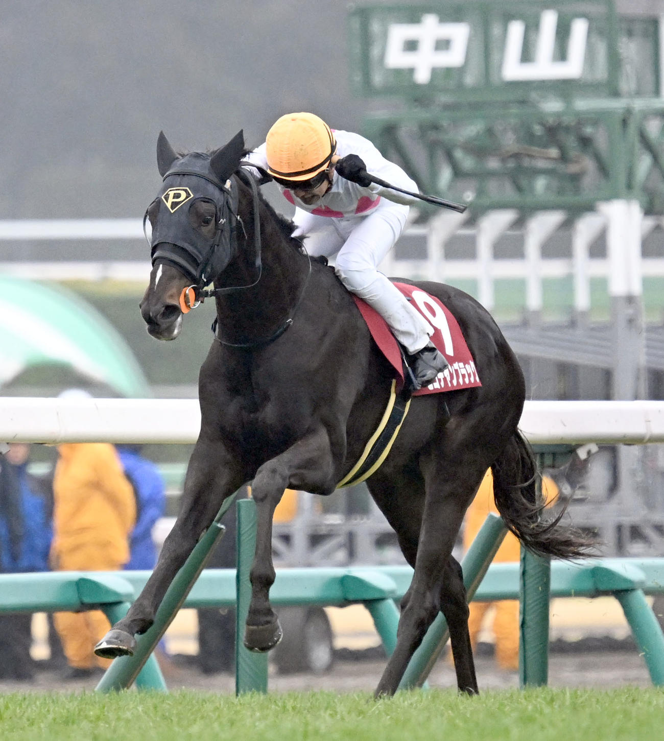スプリングSを制したピコチャンブラックと石橋騎手（撮影・千葉一成）