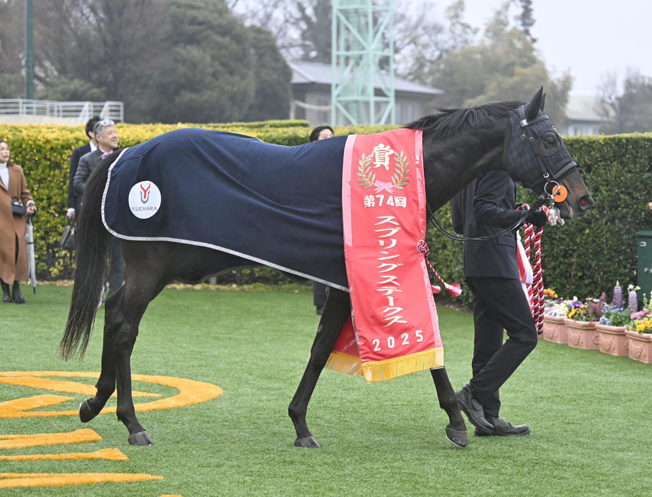 スプリングSを石橋脩騎手で重賞初制覇を果たしたピコチャンブラック（撮影・千葉一成）