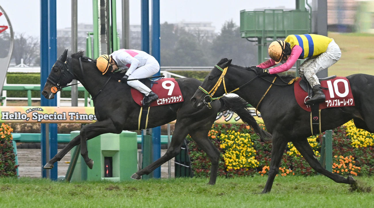 スプリングSで2着に入ったフクノブルーレイク（右）、左は優勝したピコチャンブラック（撮影・千葉一成）