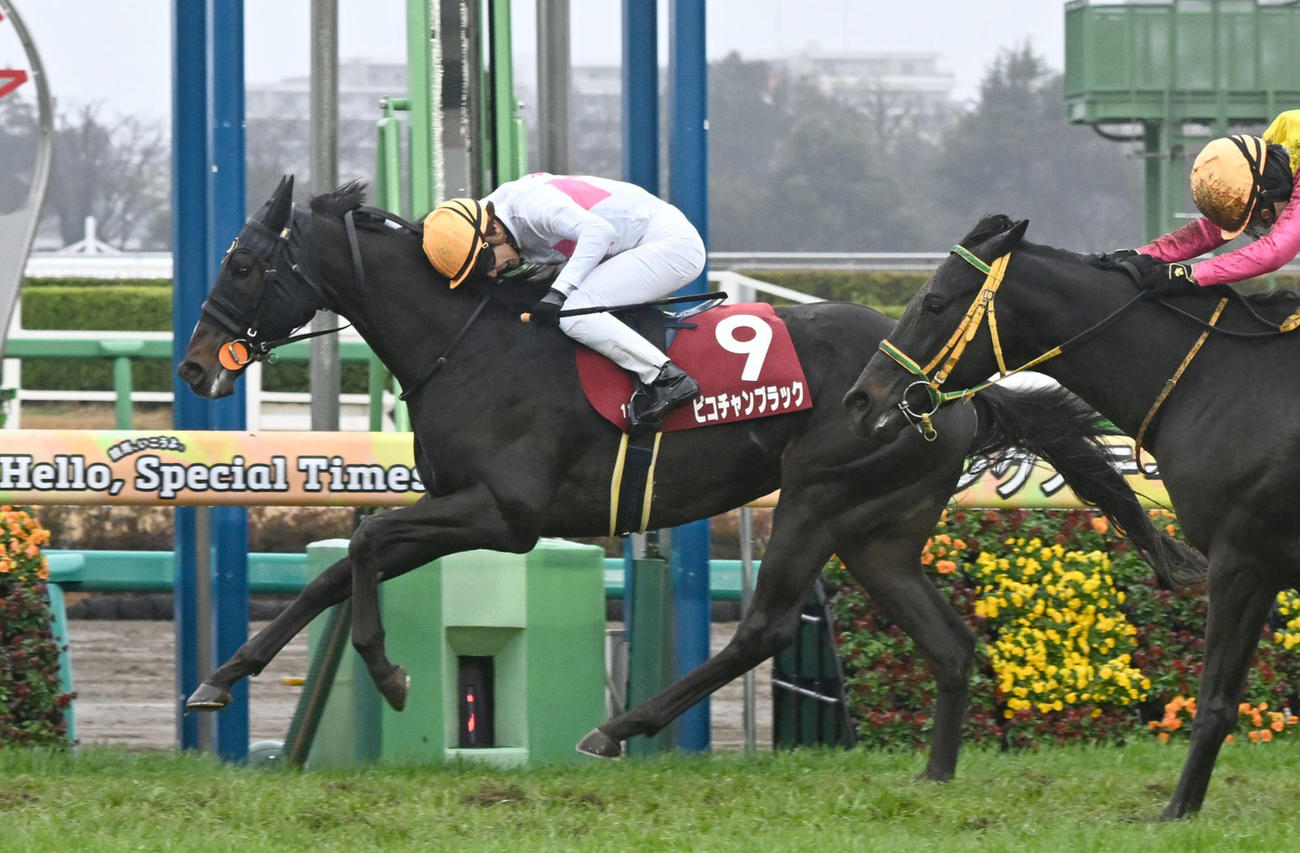 スプリングSを制したピコチャンブラックと石橋騎手。右は2着のフクノブルーレイク（撮影・千葉一成）