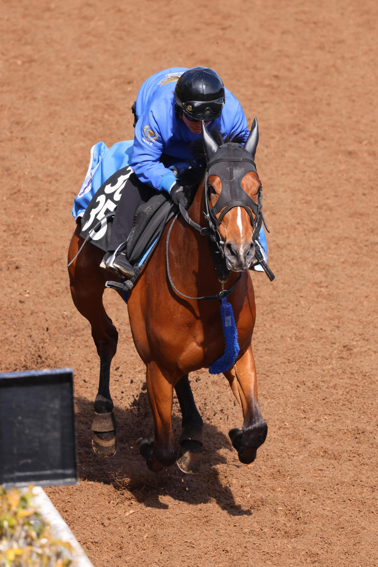 坂路をキャンターで駆け上がるミッキーゴールド