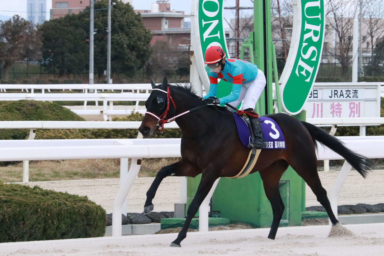 園田11R「藻川特別」でウォーターハウスが勝利。井上智史調教師が開業後初勝利を挙げた