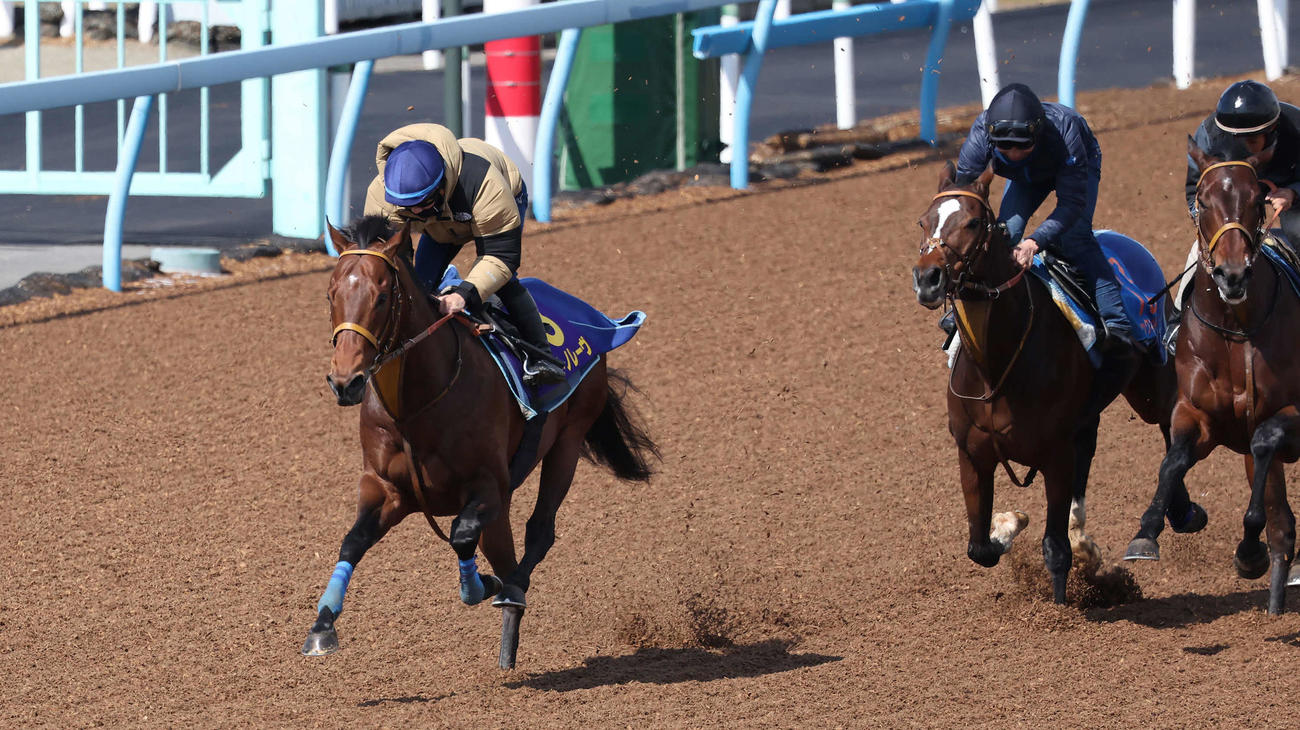 サトノレーヴ（左）は美浦ウッドでチャックネイト（中央）らと併せて追い切られた（撮影・丹羽敏通）