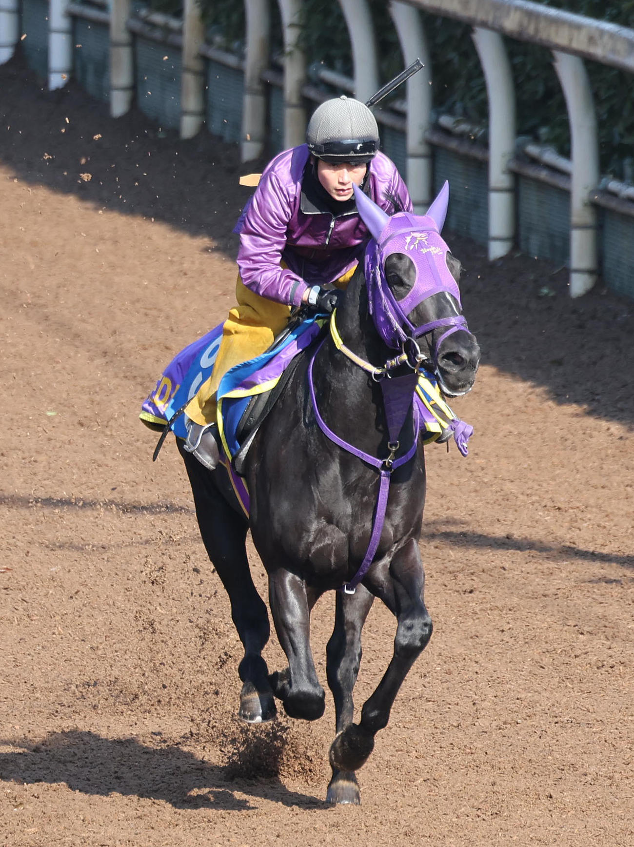 坂路を単走で追い切るコパノサントス（撮影・白石智彦）
