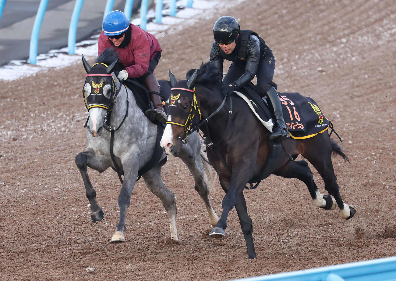 モンドデラモーレ（左）は美浦ウッドでニシノエージェントと併せて追い切られた（撮影・丹羽敏通）