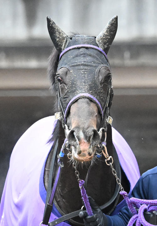 新馬、セントポーリア賞を連勝中のエネルジコはダービートライアルの 