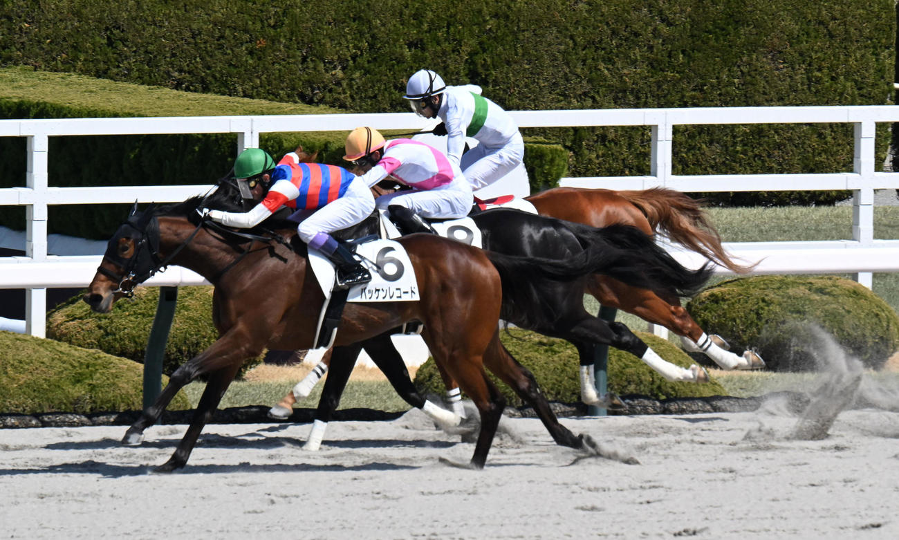阪神4R、3歳未勝利を制したバッケンレコード　秋山真一郎調教師が初勝利（撮影・前岡正明）