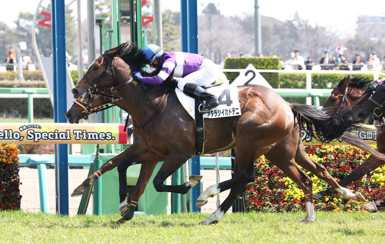 中山5R、3歳1勝クラスを制したアタラシイカドデニ（撮影・丹羽敏通）