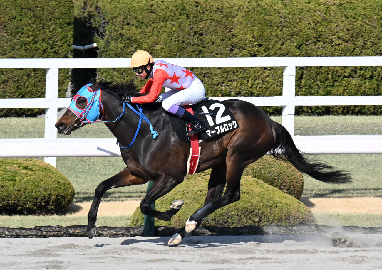 阪神10R、レグルスSを制したマーブルロック（撮影・前岡正明）