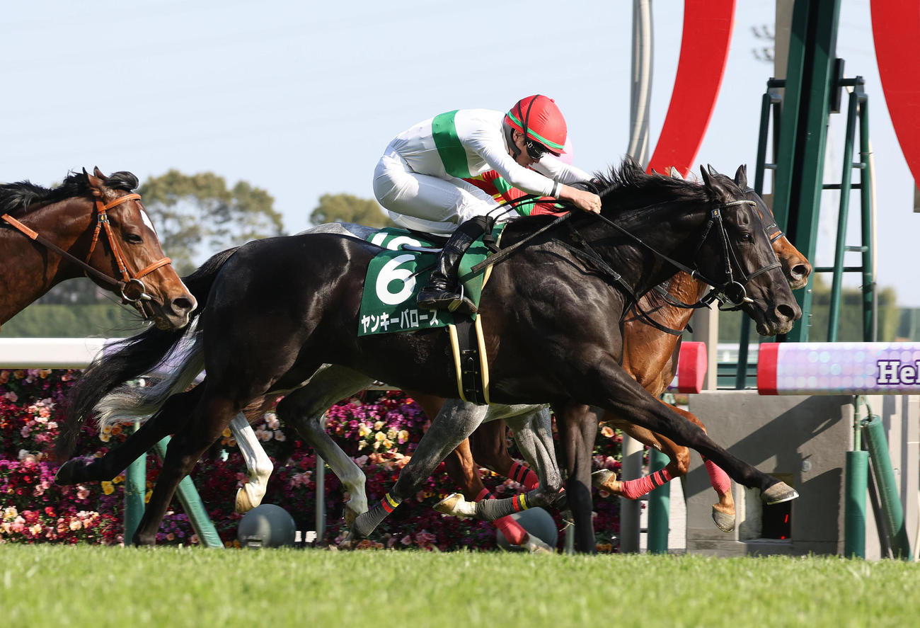 中京11R、ゴール前の接戦を制してファルコンSに勝利したヤンキーバローズ（撮影・白石智彦）