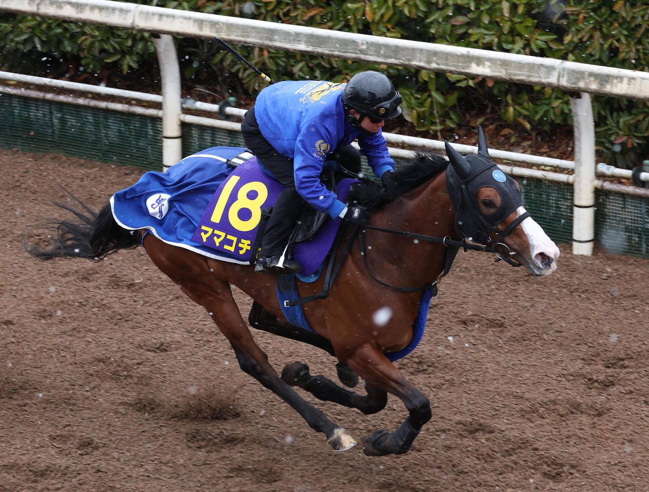 坂路で追い切るママコチャ（2025年3月19日撮影）