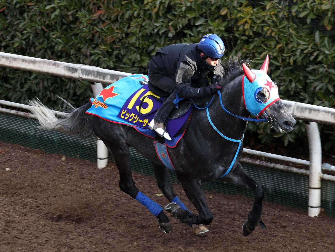 坂路で追い切るビッグシーザー（2025年3月19日撮影）