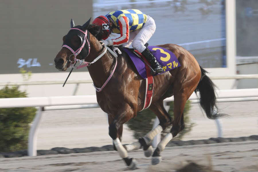 黒船賞3連覇を達成したシャマル（提供・高知県競馬組合）