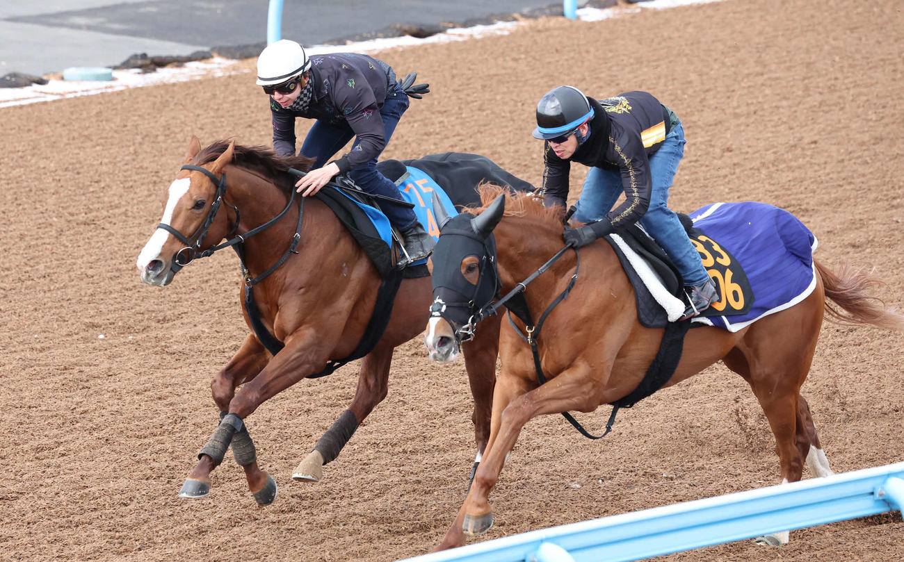 20日、美浦ウッドを併せ馬で追い切られたペイシャエス（左）