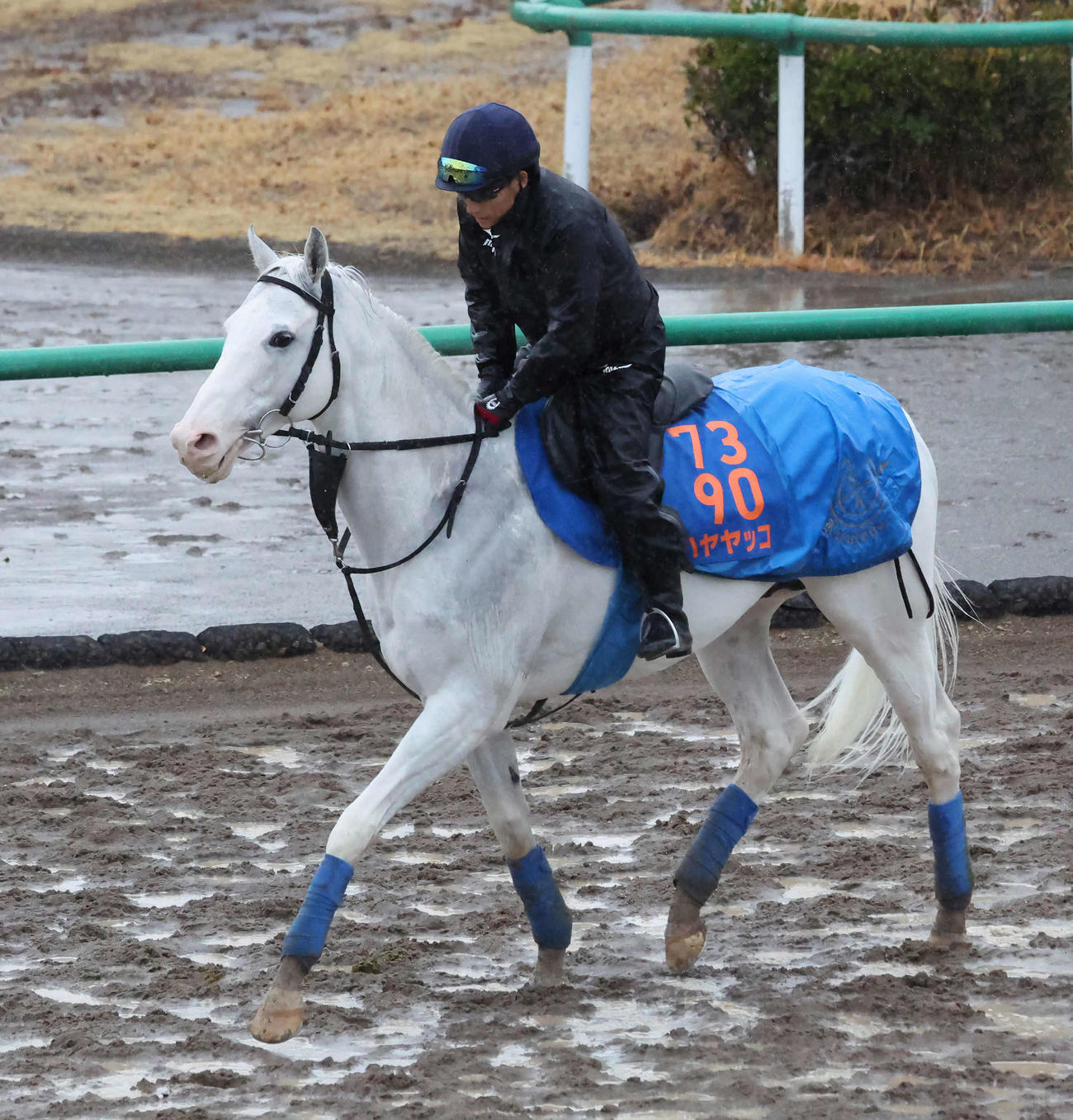 19日、角馬場で調整するハヤヤッコ