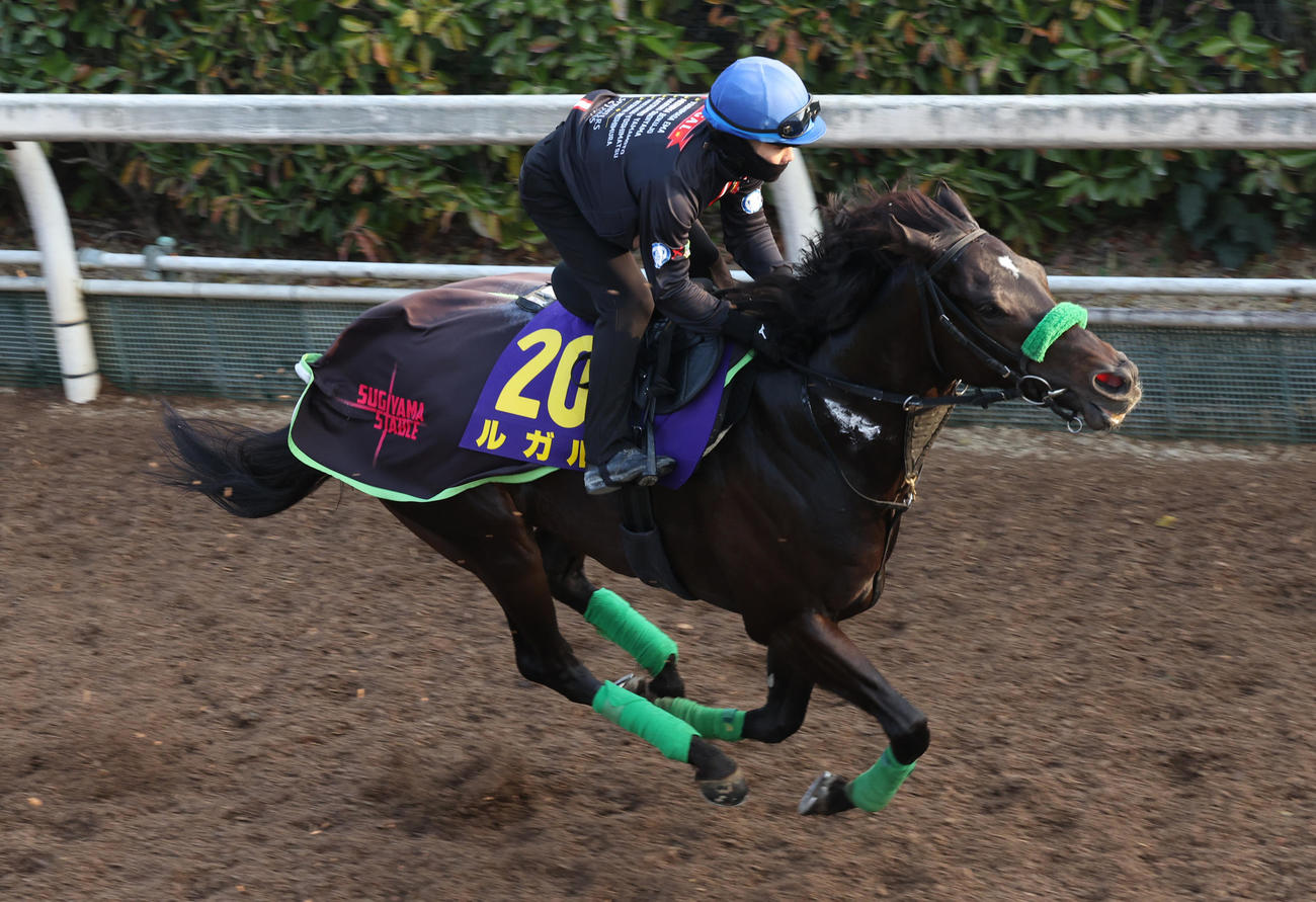 坂路を単走で追い切られたルガル