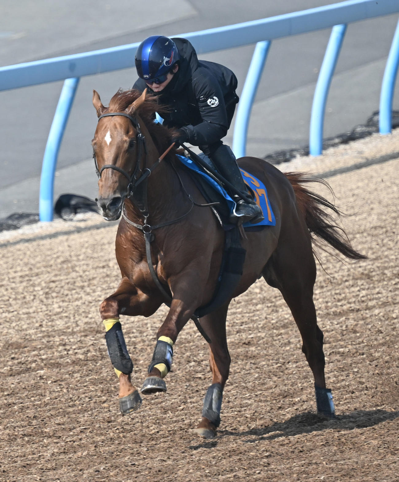 美浦ウッドを単走で追い切るハビレ（撮影・千葉一成）