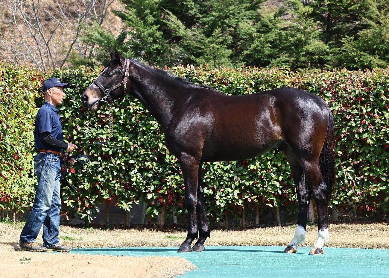 大山ヒルズで公開されたサガルマータ（撮影・上田博志）