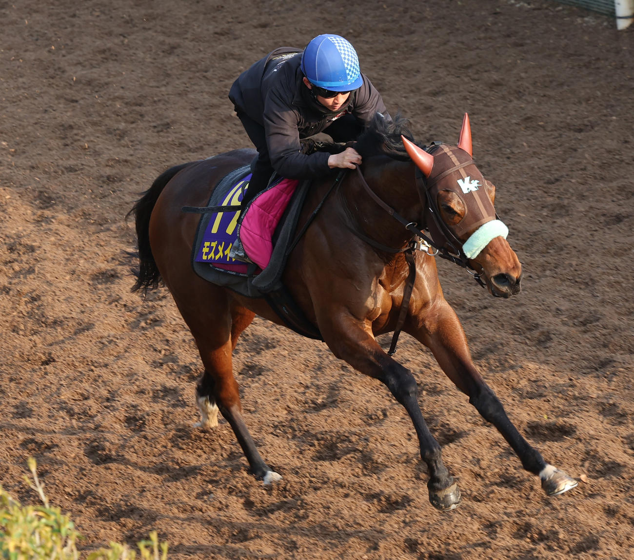 松若騎手を背に坂路で追い切るモズメイメイ