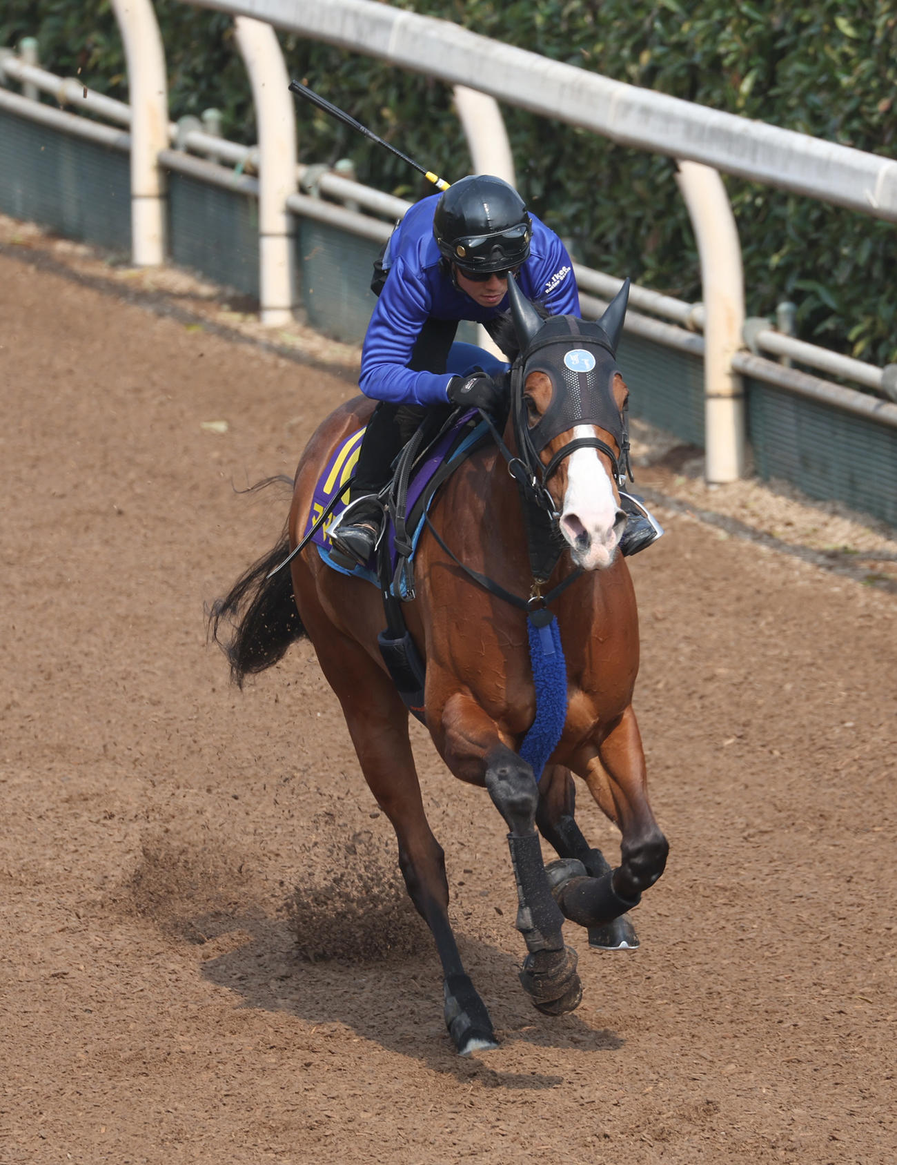 坂路で追い切るママコチャ
