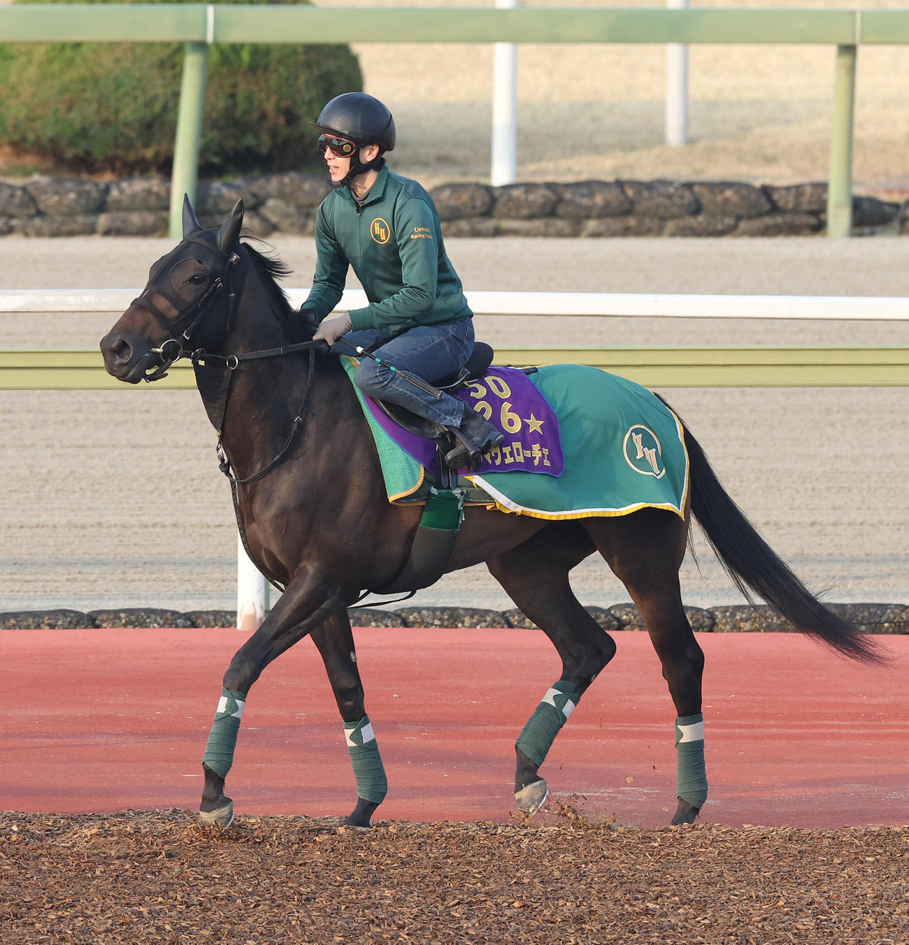 馬場入りするアルマヴェローチェ（撮影・白石智彦）