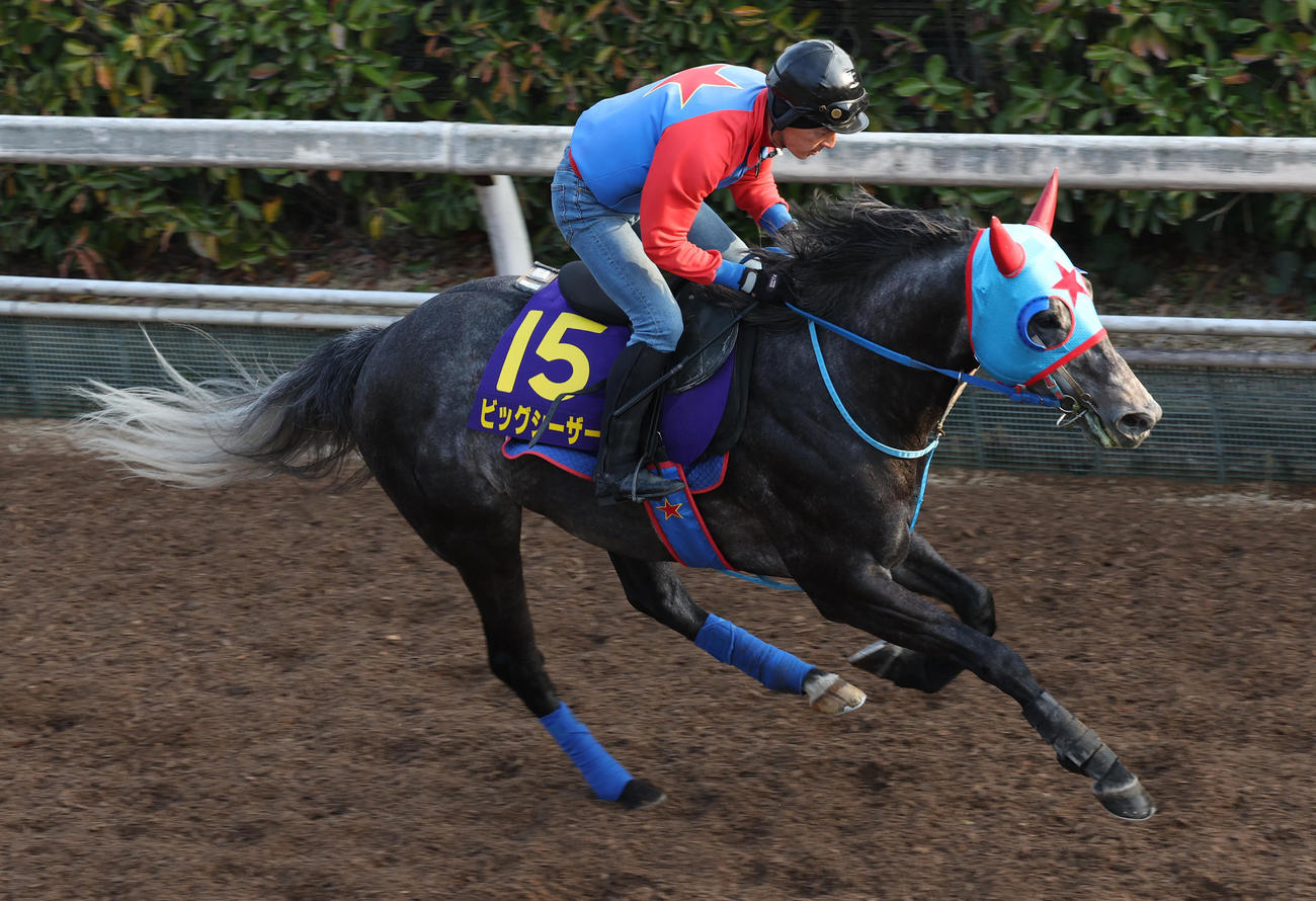 坂路にて併せ馬で追い切るビッグシーザー　