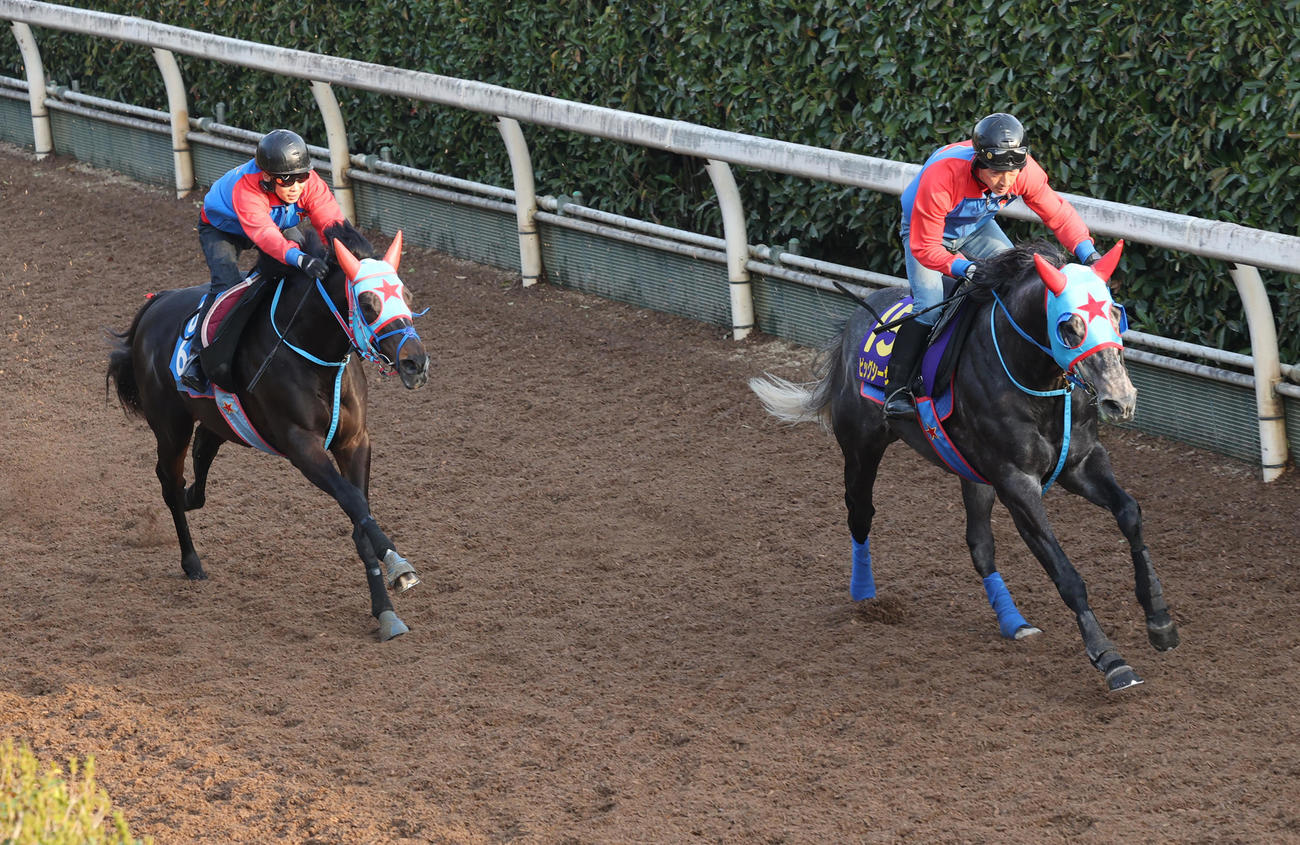 坂路にて併せ馬で追い切るビッグシーザー（右）