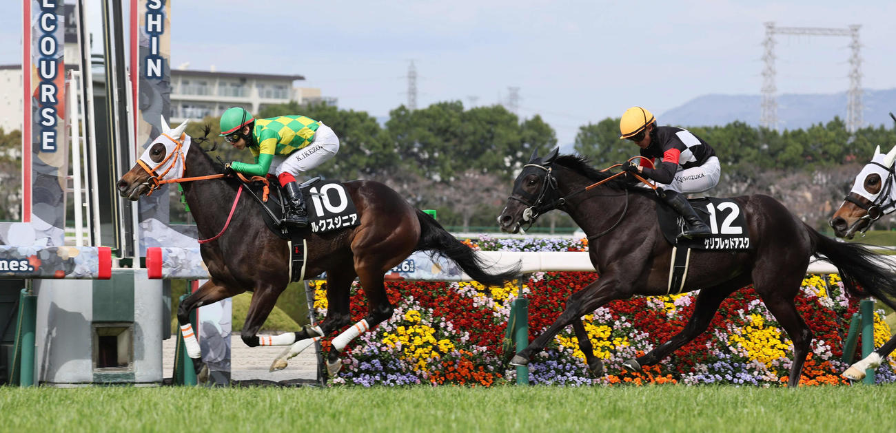 阪神9R、君子蘭賞を制したルクスジニア。右は2着のケリフレッドアスク（撮影・宮崎幸一）