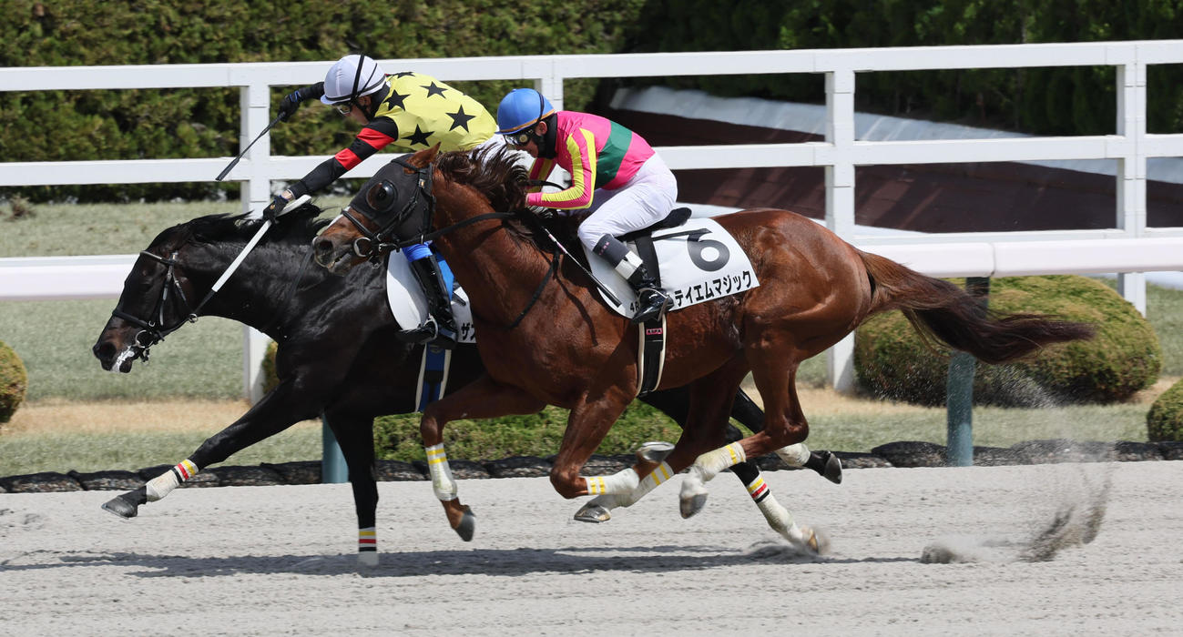 阪神4R、障害4歳以上未勝利戦を制したザスリーサーティと坂口騎手（奥）。手前は2着のテイエムマジック（撮影・宮崎幸一）