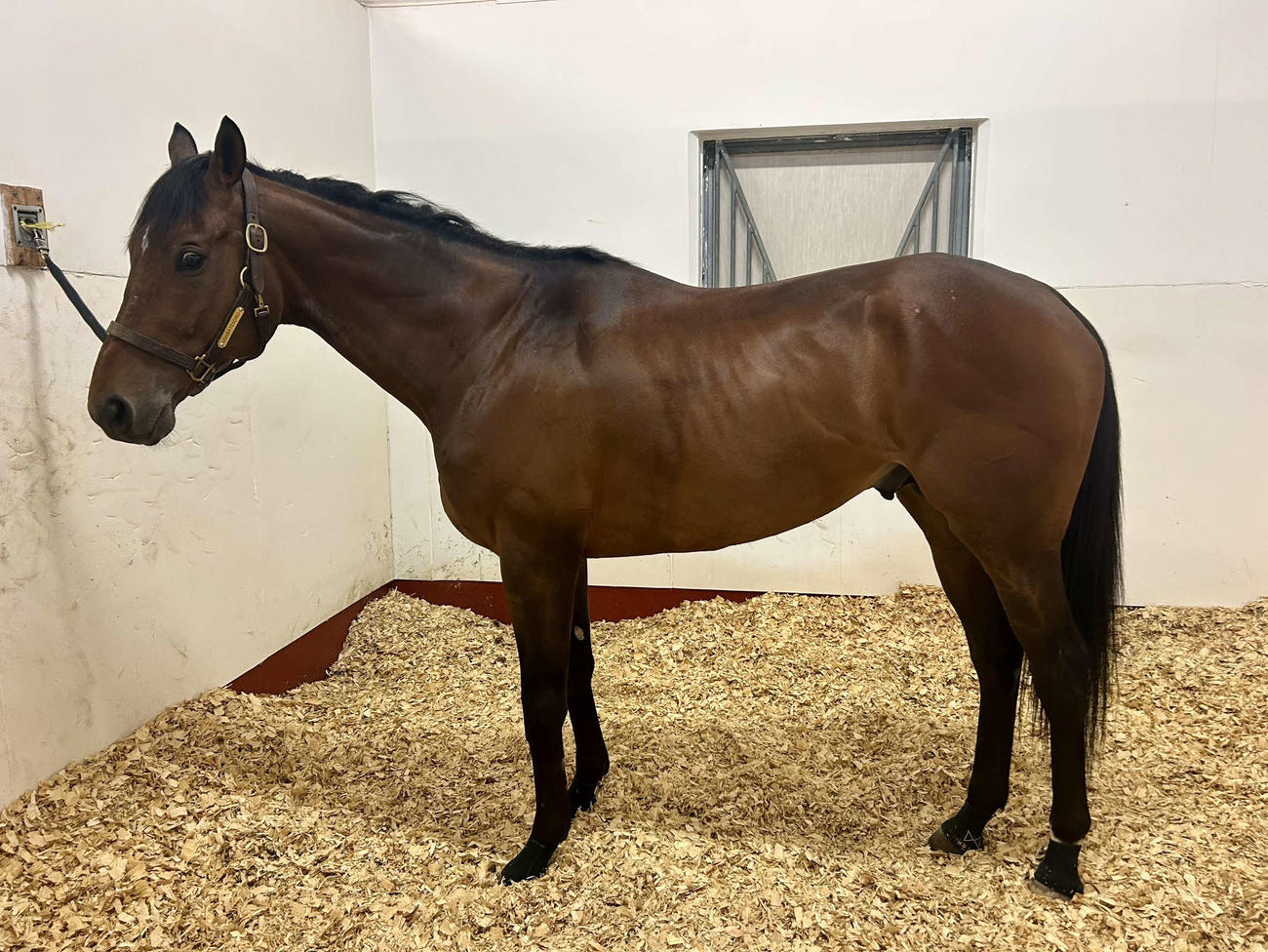 ドバイワールドCでの引退レースへ向け、メイダン競馬場内の馬房に立つウシュバテソーロ（高木厩舎提供）
